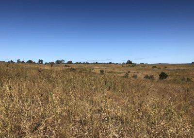 Catchment Solutions: Styx Catchment Gully and Paddock Rehab