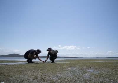 CQUniversity: Restoring coastal seagrass – the kidneys of the Reef