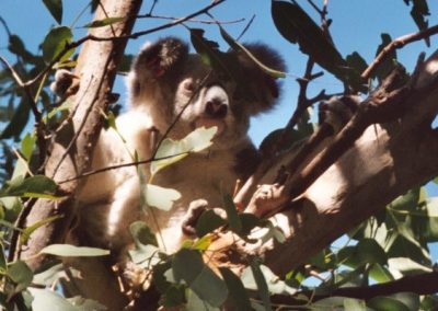 CQUniversity: Reviving CQ koala populations